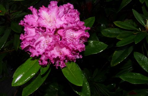 rhododendron flower in the rain