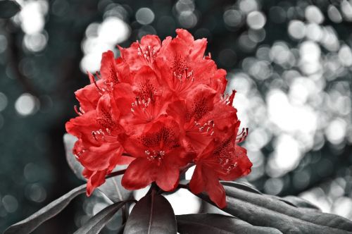 rhododendron flower shrub