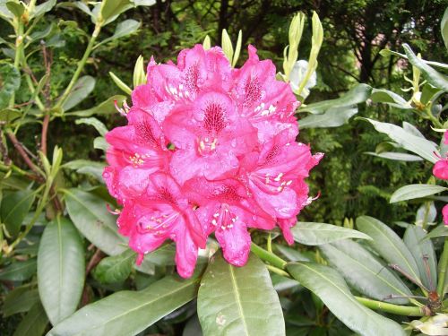 rhododendron flowers close