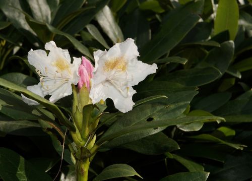rhododendron rhododendron hirsutum blossom