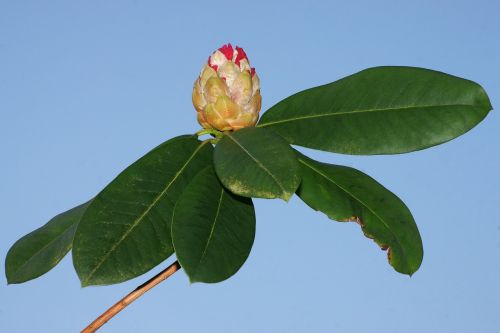 rhododendron flower leaf