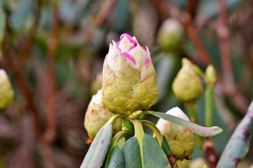 rhododendron  rhododedron buds  pink rhododendron