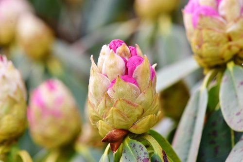 rhododendron  rhododedron buds  pink rhododendron