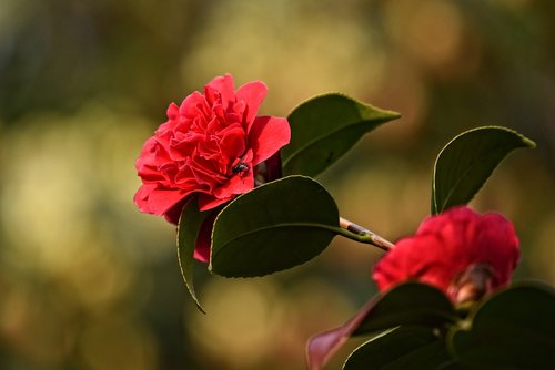 rhododendron  flower  shrub