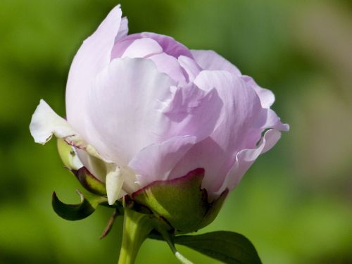 rhododendron abloom blooming