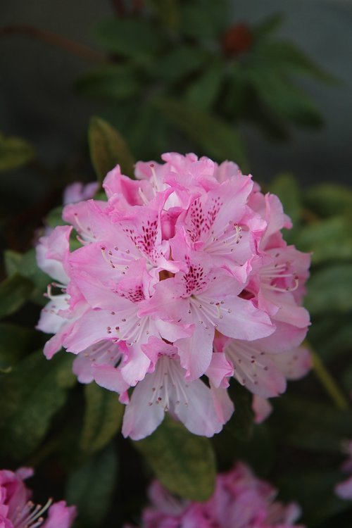 rhododendron  rhododendron pink  flowering