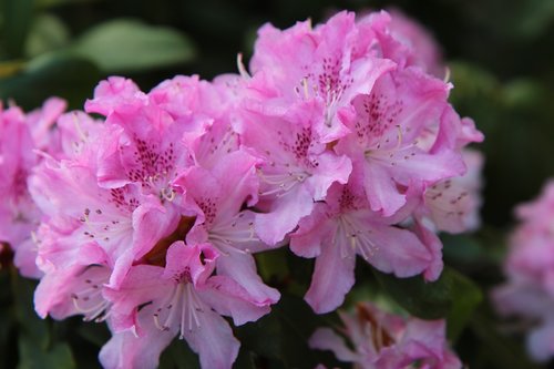 rhododendron  rhododendron pink  pink flower