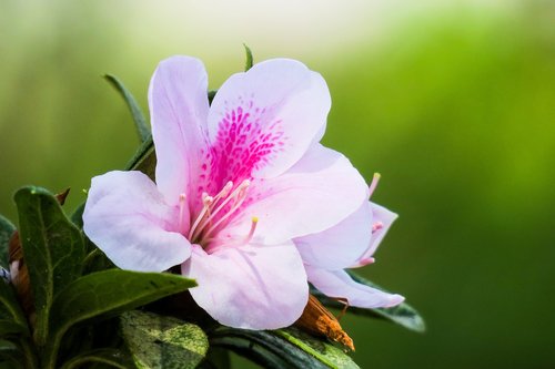 rhododendron  hong kong  the year april