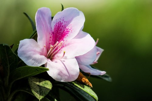 rhododendron  hong kong  the year april