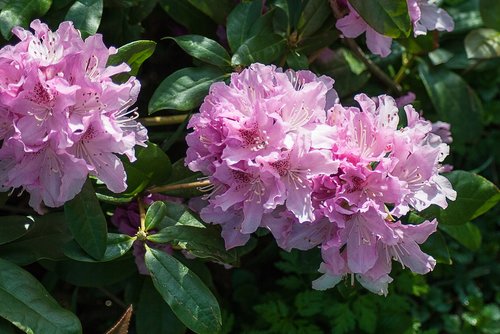 rhododendron  pink  garden