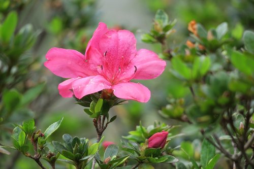 rhododendron  hong kong  the year april