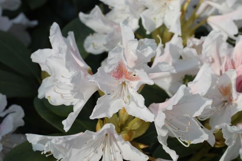 rhododendron nature plant
