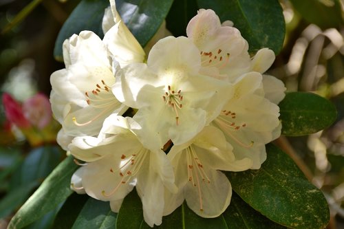 rhododendron  flower  plant