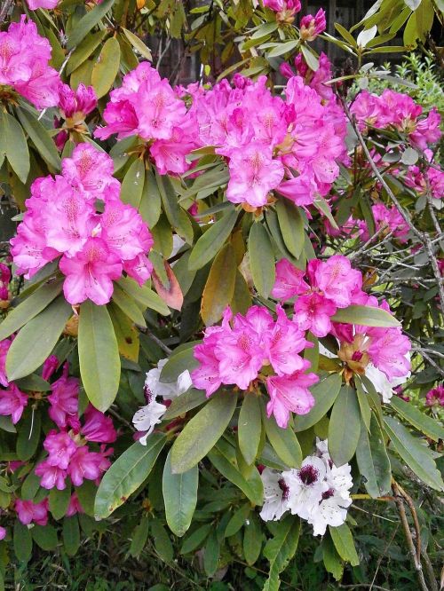 rhododendron rhododendrons ericaceae