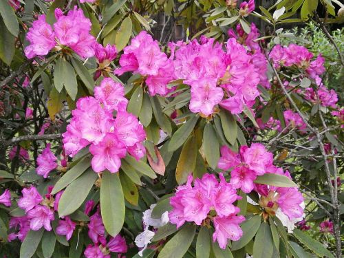 rhododendron rhododendrons ericaceae