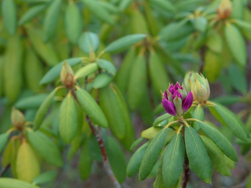 rhododendron  plant  ornamental plant