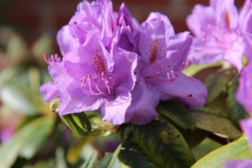 rhododendron  rhododendron pink  flowering