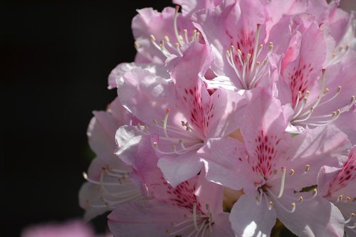 rhododendron  pink  bright
