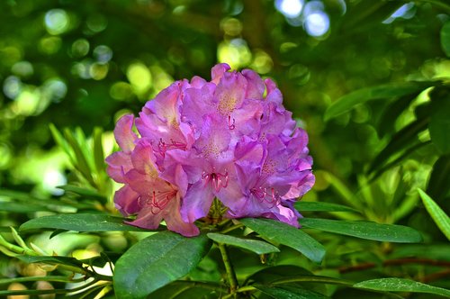 rhododendron  flower  shrub