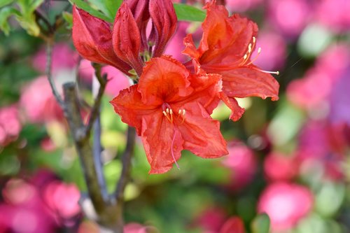 rhododendron  rhododendron buds  rhododendron flower