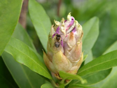 rhododendron bud bee