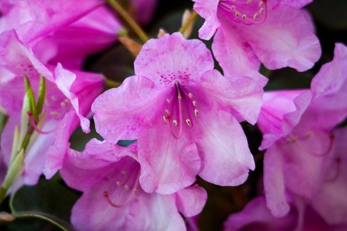 rhododendron  plant  blossom