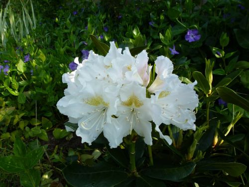 rhododendron blossom bloom