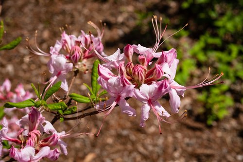 rhododendron  azalea  flower