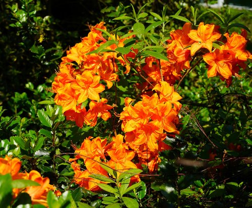 rhododendron  flowers  orange