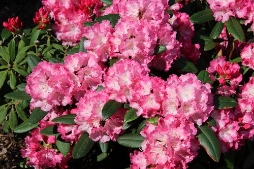 rhododendron  flower  pink flower