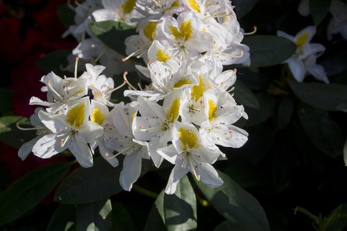rhododendron  flower  blossoms