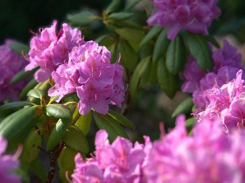rhododendron  flower  blossom