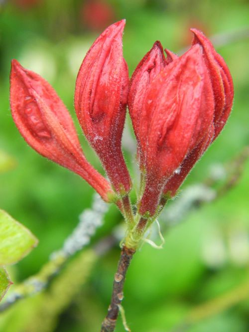 rhododendron bud red