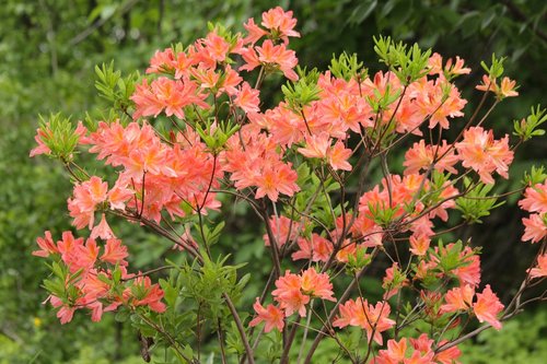 rhododendron  plant  bloom