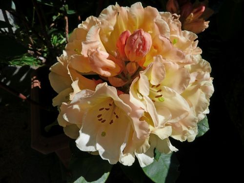 rhododendron flowers nature