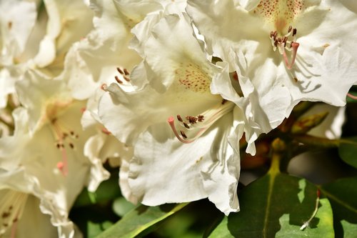 rhododendron  rhododendron buds  rhododendron flower
