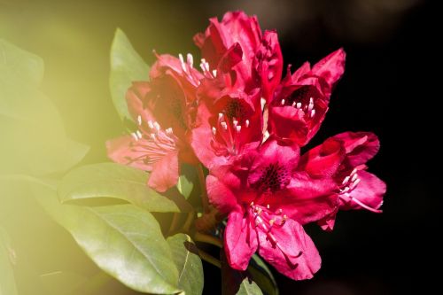 rhododendron traub notes doldentraub
