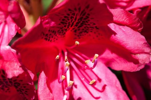 rhododendron single flower blossom
