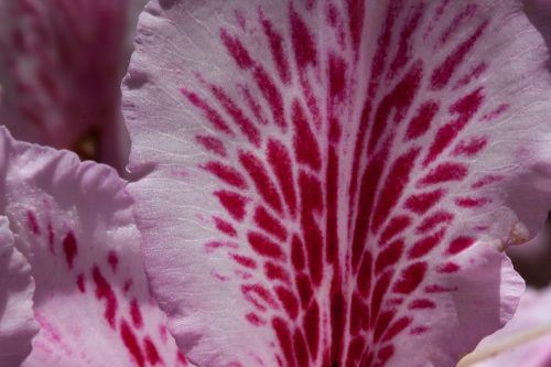 rhododendron single flower blossom