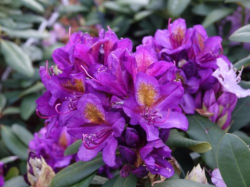 rhododendron  garden  flower