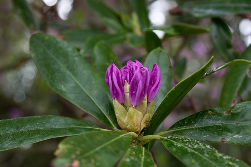 rhododendron  flower  pink spring