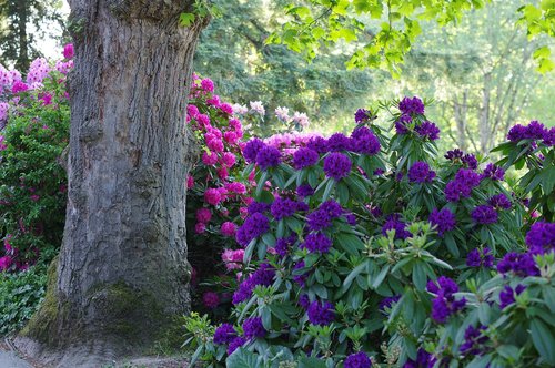 rhododendron  spring  plant