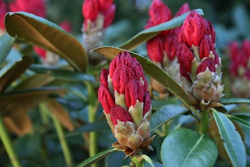 rhododendron  red  blossom