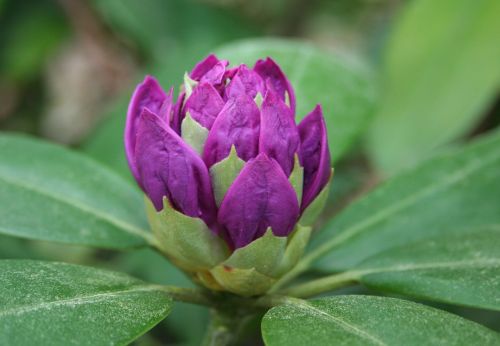 rhododendron bud macro