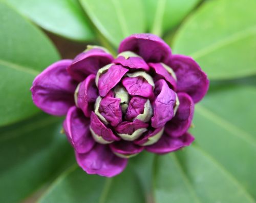 rhododendron flower bud