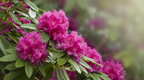 rhododendron  flowers  pink flowers