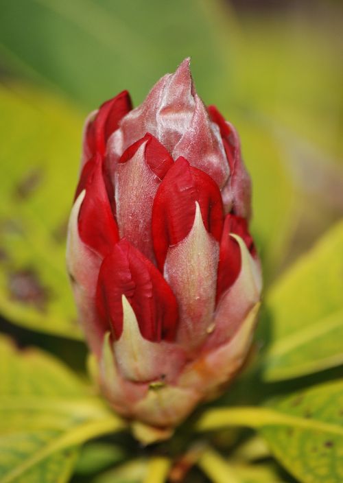 rhododendron red bud