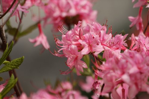 rhododendron  plant  pink flowers