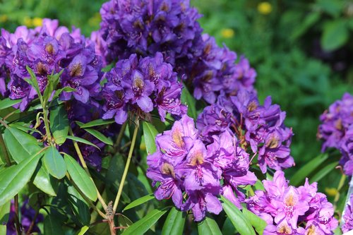rhododendron  plant  purple flowers
