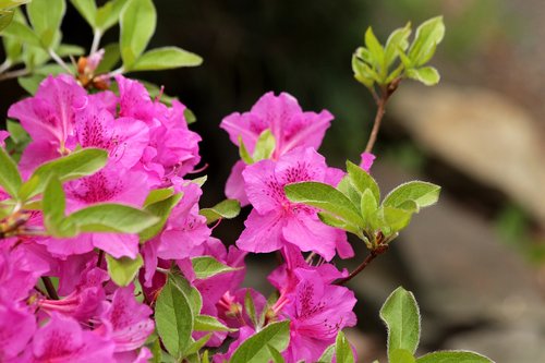 rhododendron  plant  pink flowers